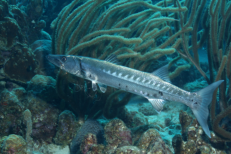 Bonaire - Barracuda avec un hameçon et un fil de pêche