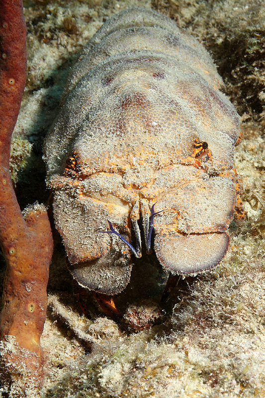 Bonaire - Grande cigale des Caraïbes