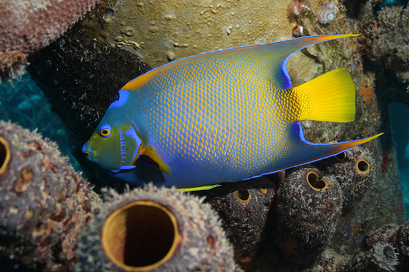 Bonaire - Poisson ange royal