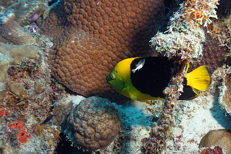 Bari Reef (Pl. n° 6)
