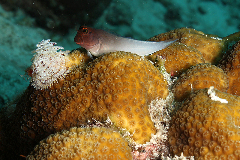 Bonaire - Blennie atlantique et spirobranches
