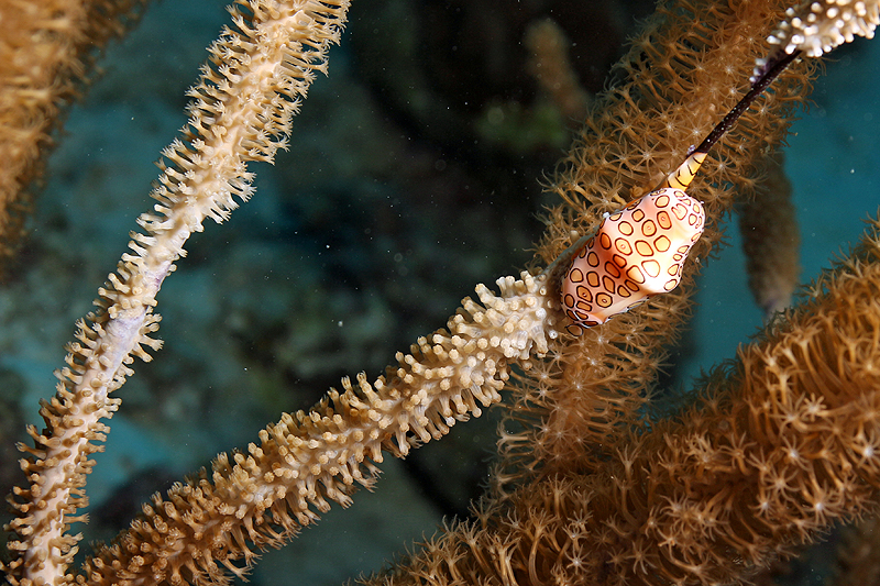 Oil Slick Leap (Pl. n° 9)