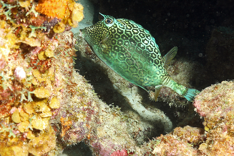 Oil Slick Leap (Pl. n° 9)