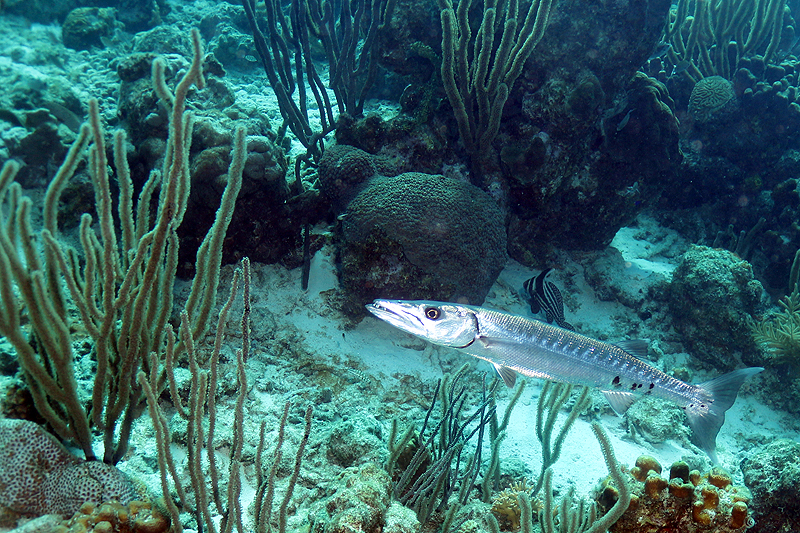 Oil Slick Leap (Pl. n° 9)
