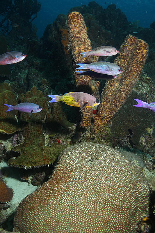 Bari Reef (Pl. n° 14)