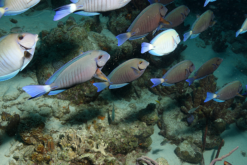 Bari Reef (Pl. n° 14)