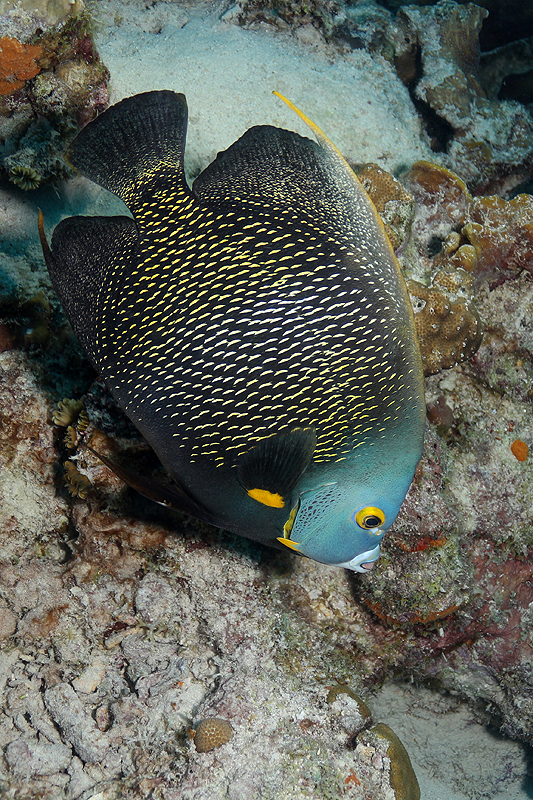 Bari Reef (Pl. n° 22)