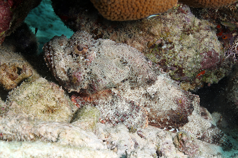 Cliff (Pl. n° 24)