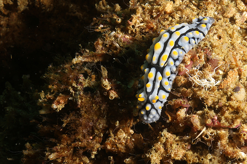 Visayas - Phyllidie élégante