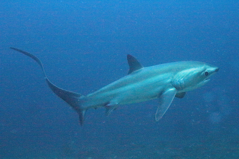Visayas - Requin-renard