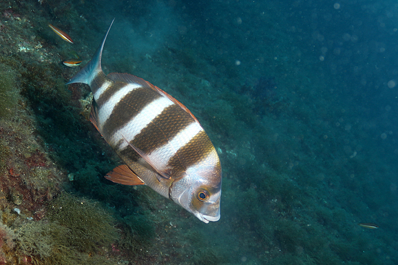 Estartit - Sar tambour