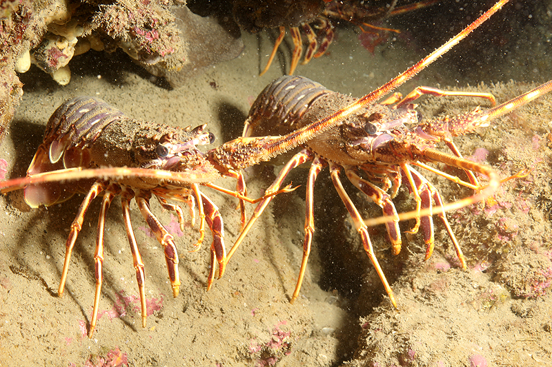 Leucate - Langoustes