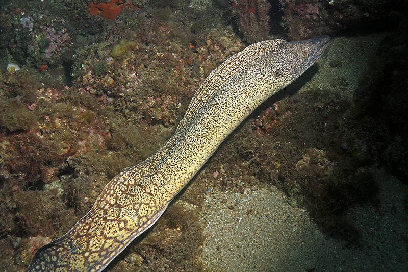 Estartit - Murène
