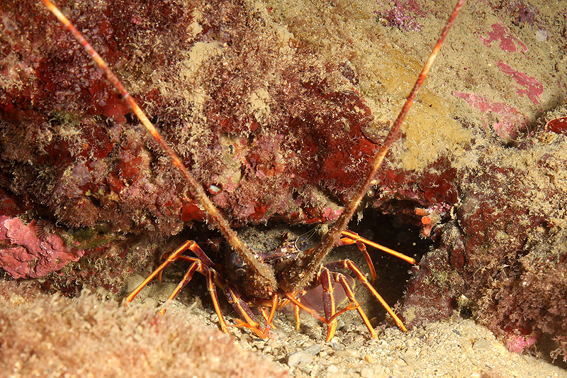 Estartit - Langouste