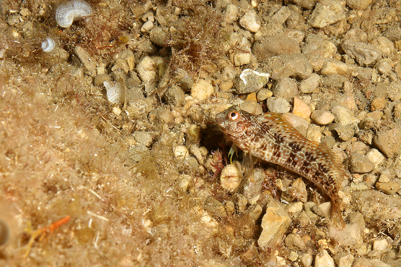 Estartit - Blennie cornue
