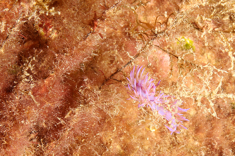 Estartit - Flabelline mauve
