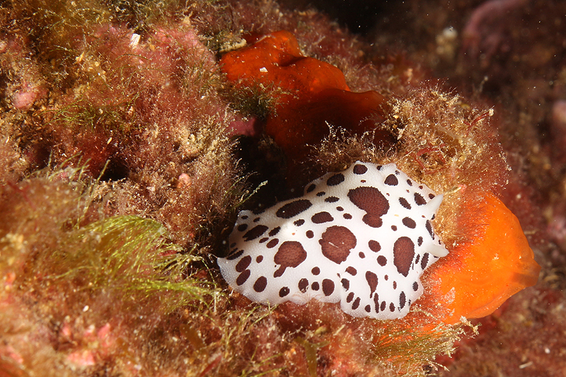 Estartit - Doris dalmatien