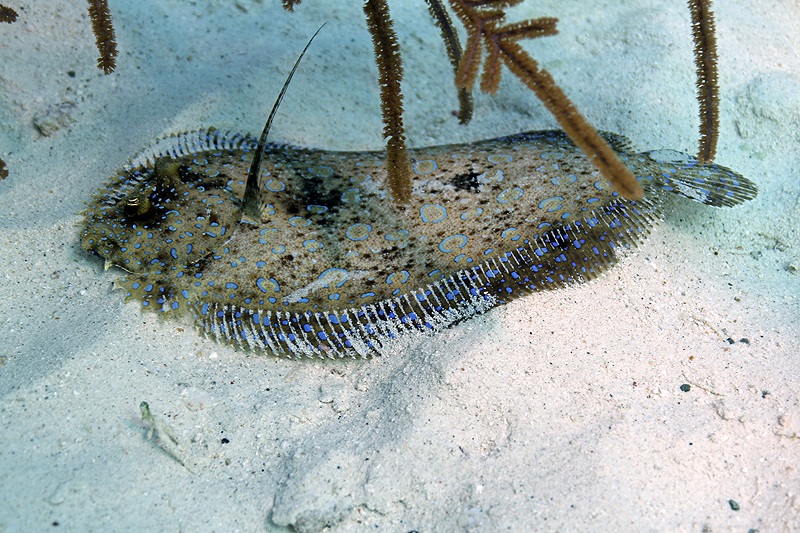 Salt Pier (Pl. n° 2)