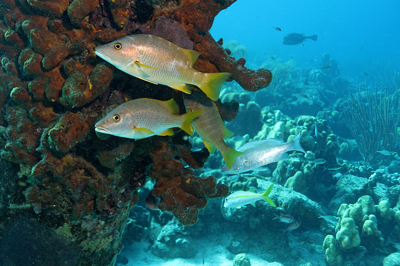 Salt Pier (Pl. n° 2)