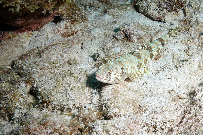 Salt Pier (Pl. n° 3)