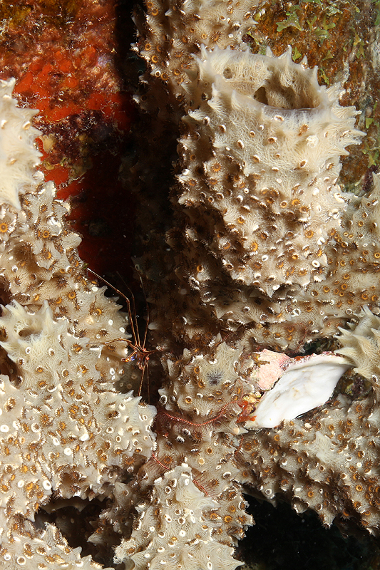 Salt Pier (Pl. n° 3)