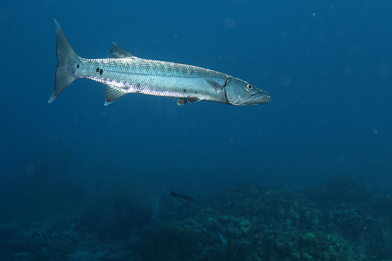 Bonaire - Barracuda