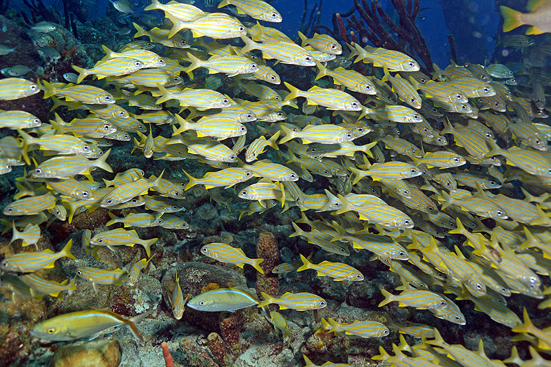 Salt Pier (Pl. n° 4)