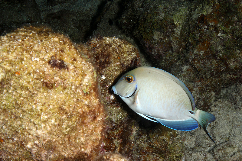 Salt Pier (Pl. n° 4)