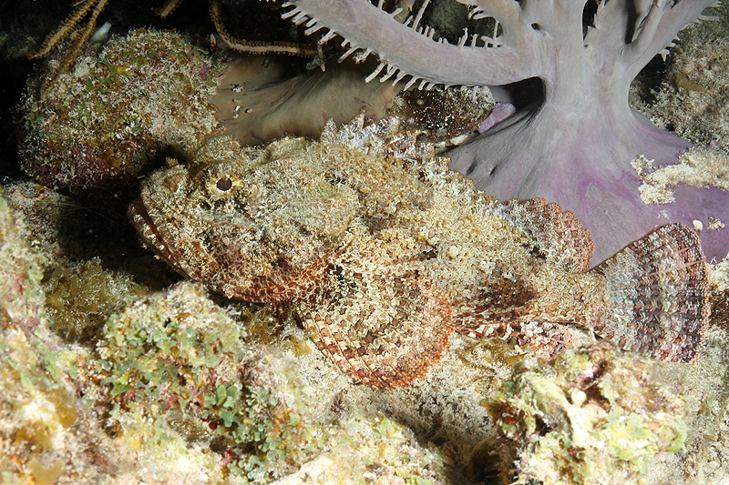 Salt Pier (Pl. n° 4)