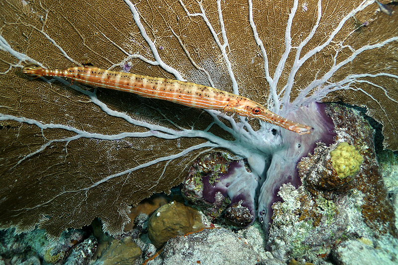Salt Pier (Pl. n° 4)