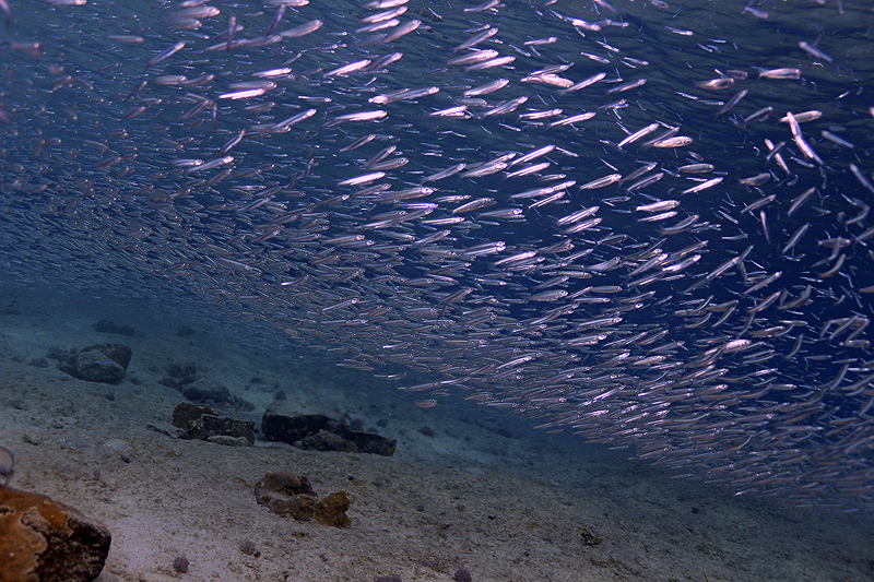 Salt Pier (Pl. n° 4)