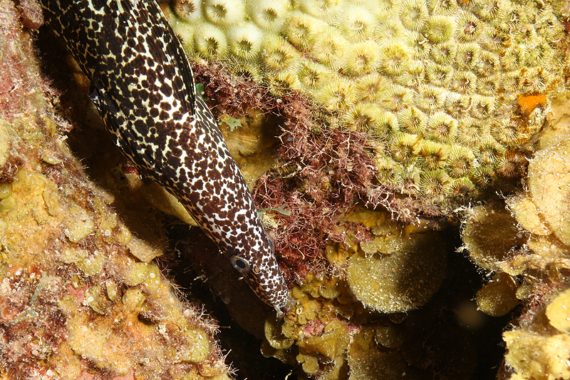 Aquarius (Pl. n° 7)