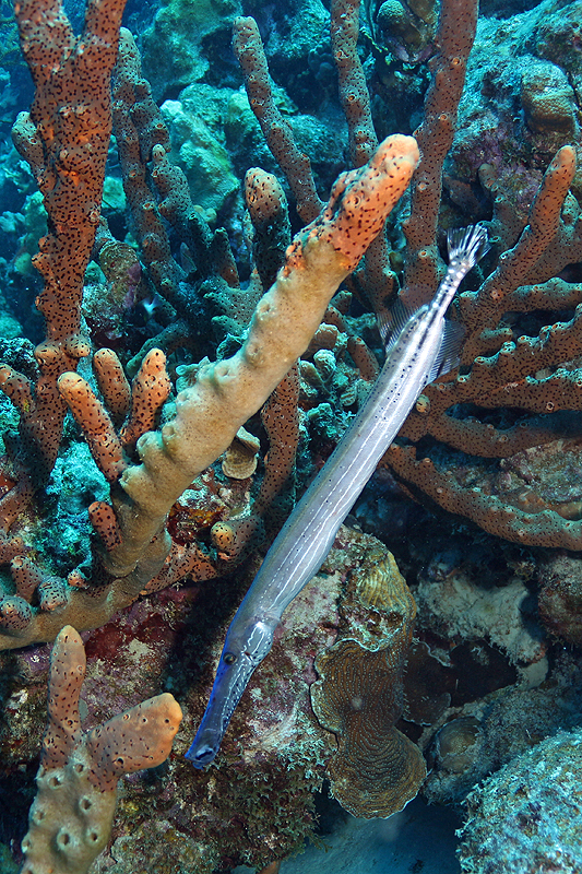 Aquarius (Pl. n° 8)