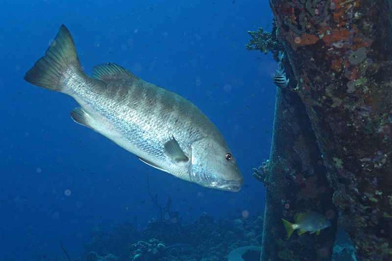 Salt Pier (Pl. n° 18)