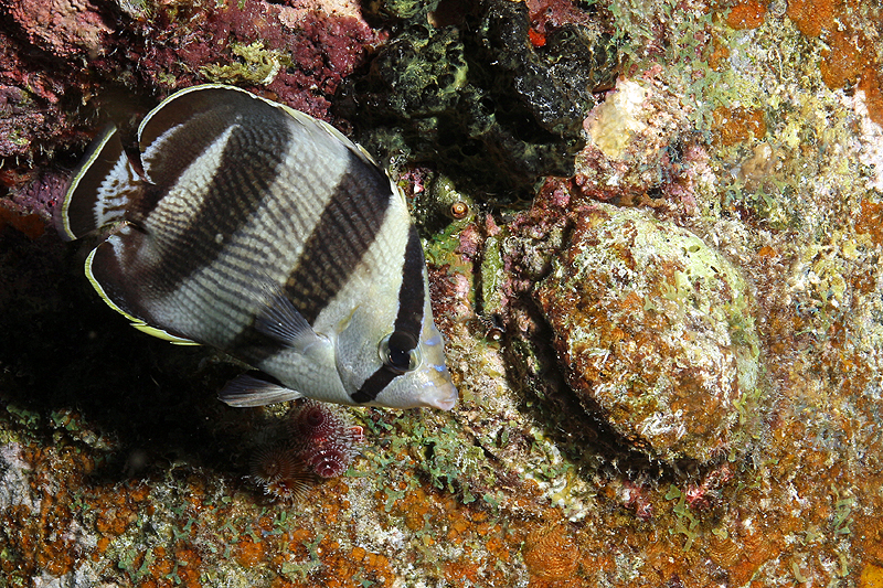 Salt Pier (Pl. n° 18)