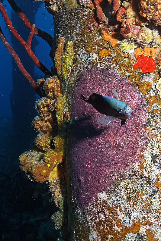 Salt Pier (Pl. n° 18)