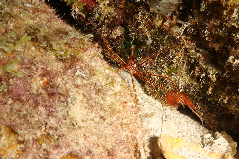 Salt Pier (Pl. n° 18)