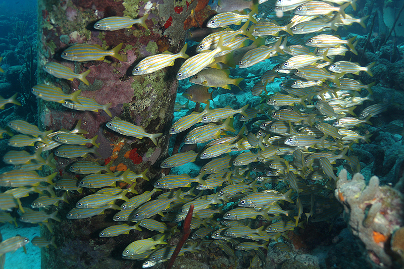 Salt Pier (Pl. n° 18)