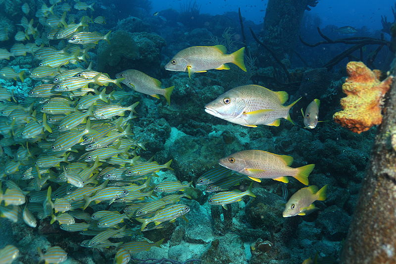 Salt Pier (Pl. n° 18)