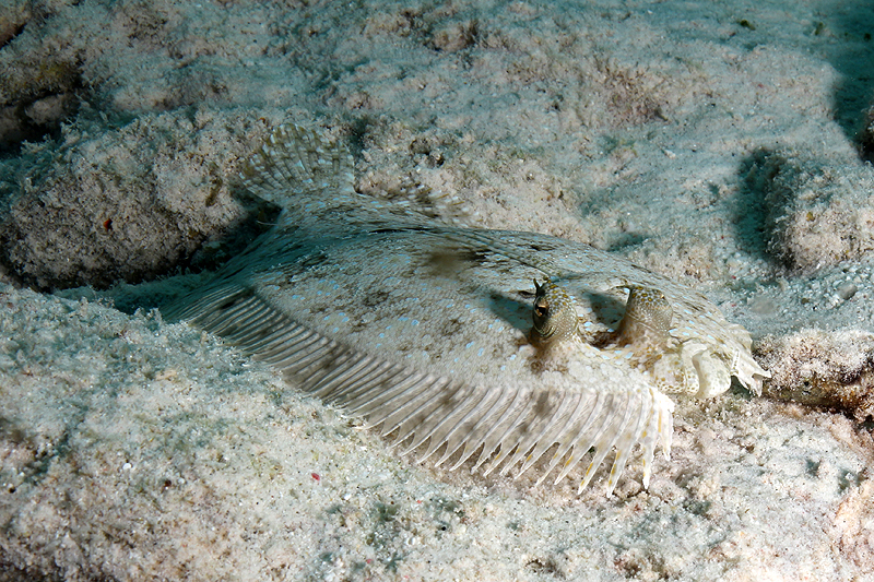 Salt Pier (Pl. n° 18)