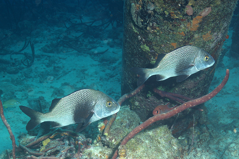 Salt Pier (Pl. n° 21)