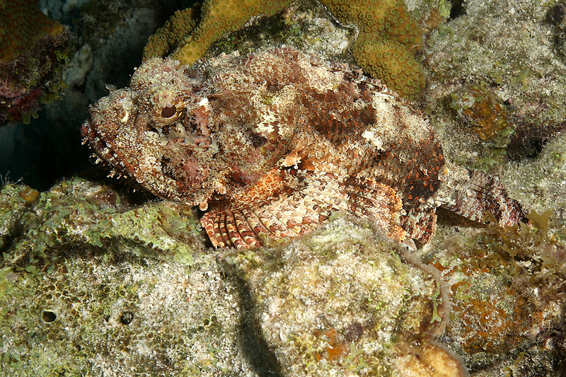 Salt Pier (Pl. n° 21)