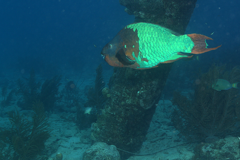 Salt Pier (Pl. n° 21)