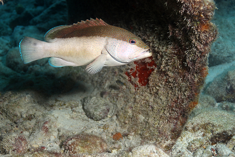 Salt Pier (Pl. n° 21)