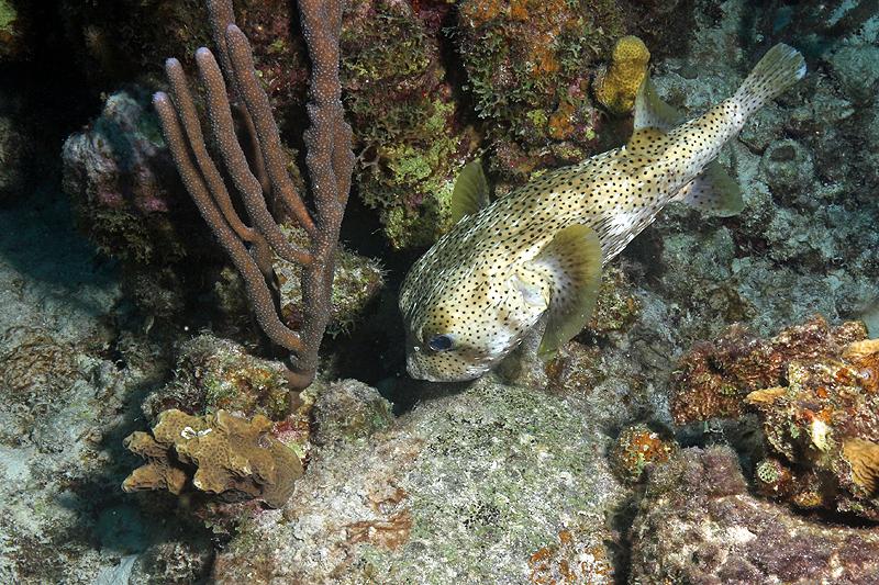 Aquarius (Pl. n° 26)
