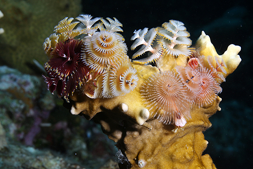 BONAIRE - The Invisibles (Pl. n° 14)