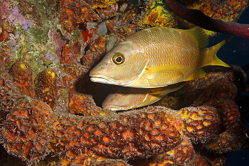 BONAIRE - Salt Pier (Pl. n° 21)
