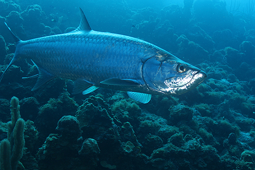 BONAIRE - Epave Hilma Hooker (Pl. n° 27)