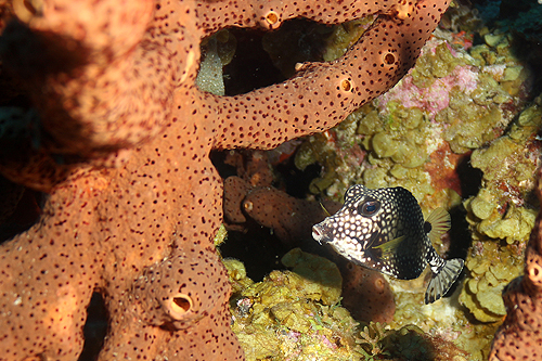 BONAIRE - Margate Bay (Pl. n° 30)