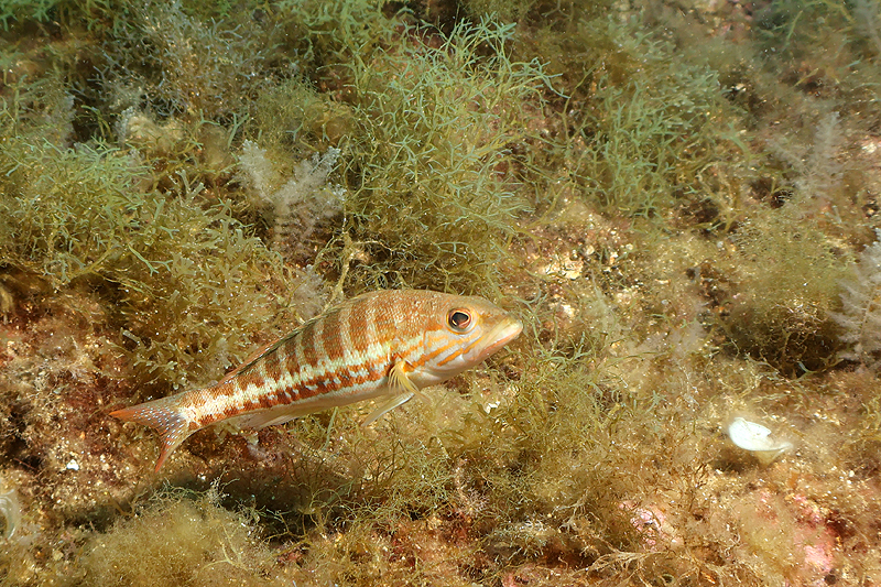 Estartit - Serran-chèvre